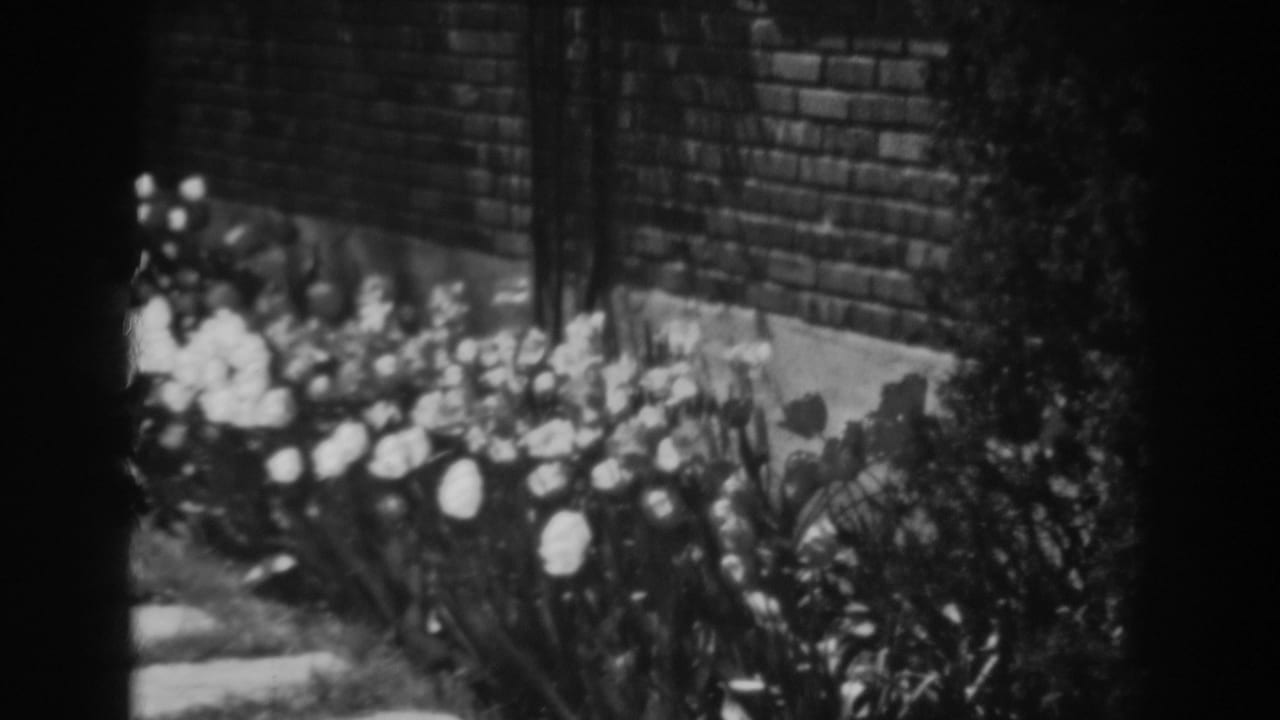 White flowers beside a brick wall and stone path in a garden bed.