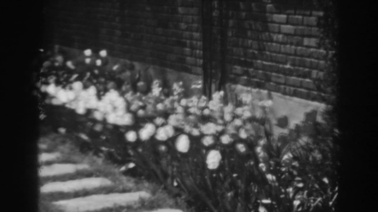 Garden flowers line a brick wall with stepping stones visible at left.