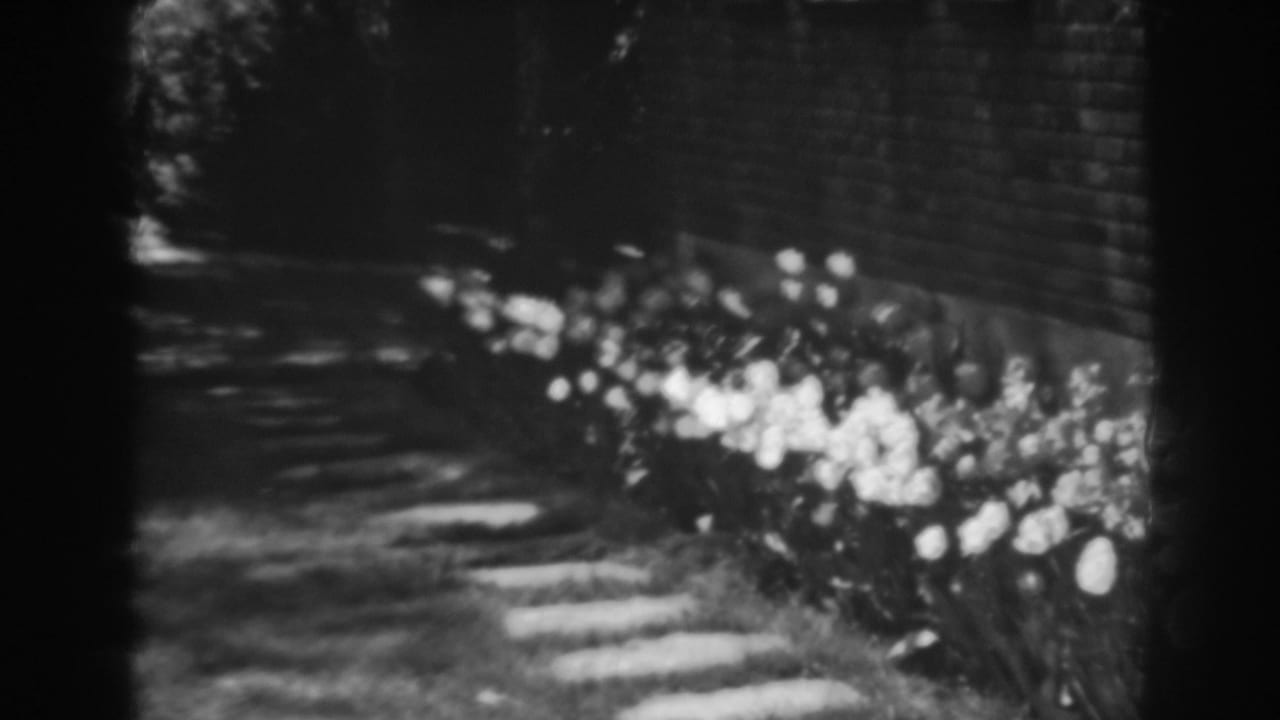 Flower bed beside a brick wall with a shaded path and lawn in soft focus.