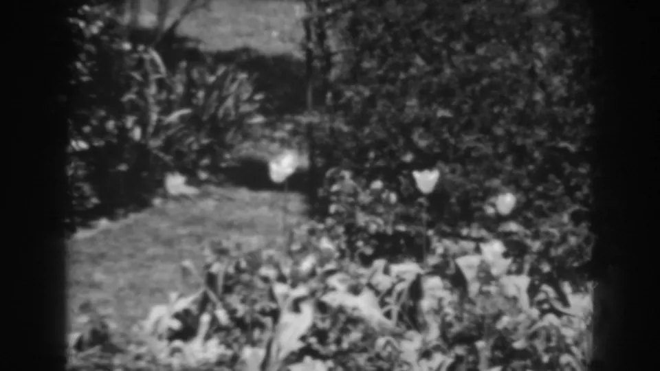 1938 Winchester, Maryland frame showing a garden with lawn, dense shrubs, and light-colored flowers in black-and-white 8mm footage.