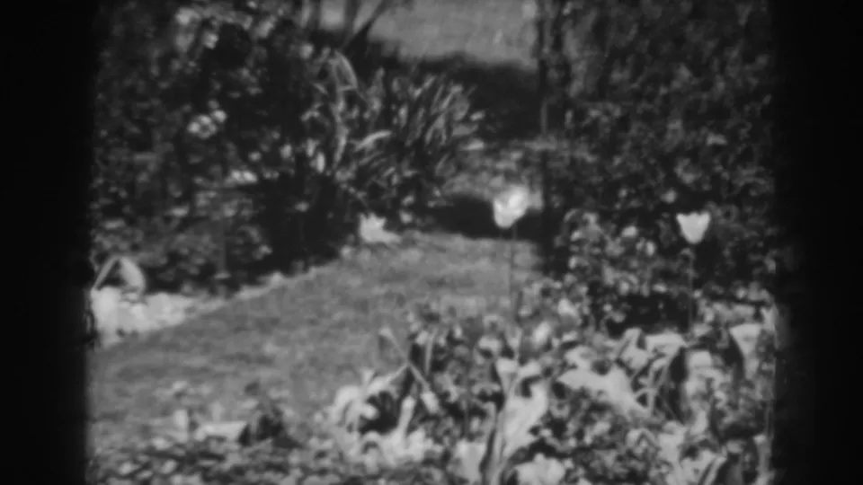 1938 8mm frame from Winchester, Maryland showing a curved grass path with dense shrubs and pale flowering plants.