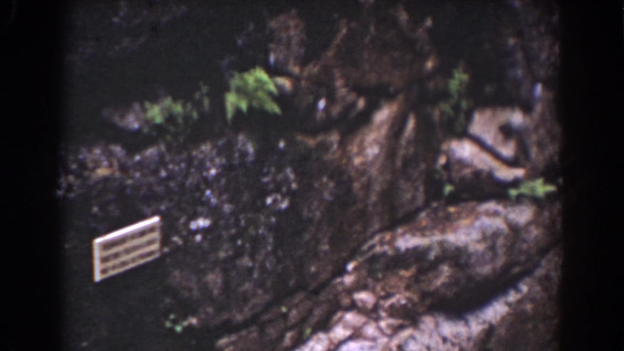 1939 Mount Washington frame showing tree roots, boulders, a small sign, and shaded water or wet rock in a natural park setting.