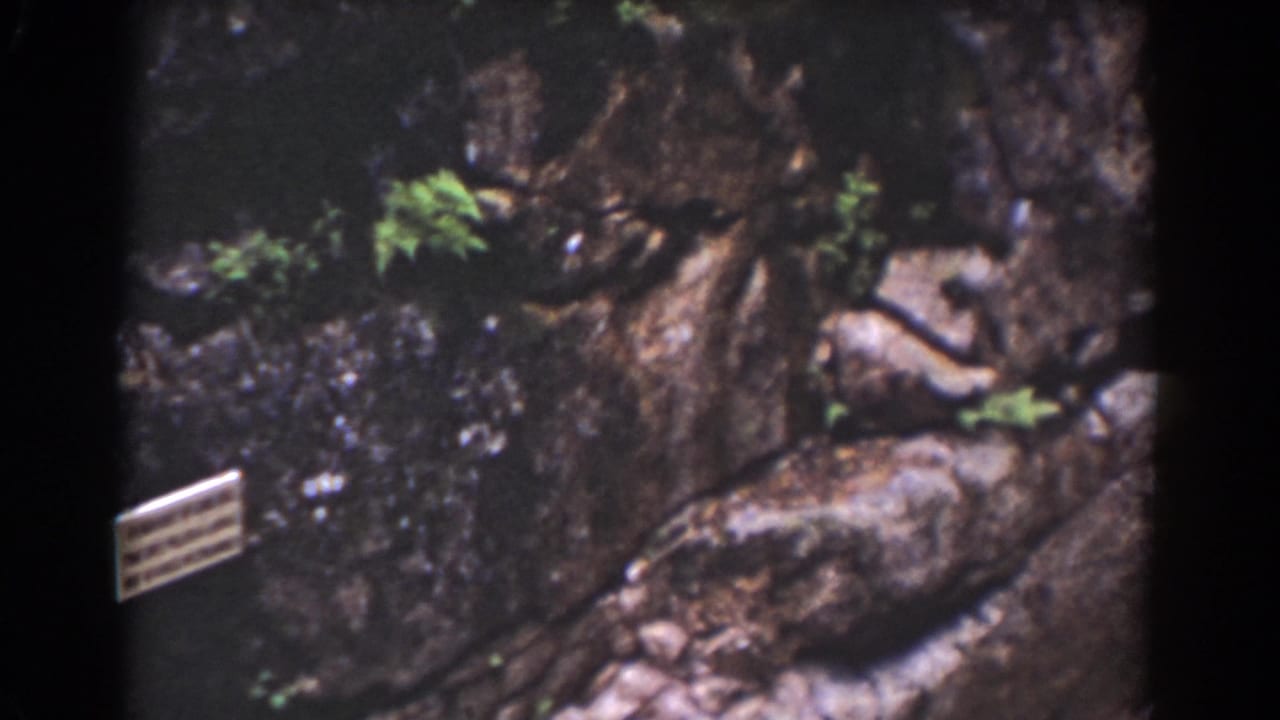 1939 Mount Washington home-movie frame showing weathered rock, small wild plants, and a pale branch or root in a crevice.