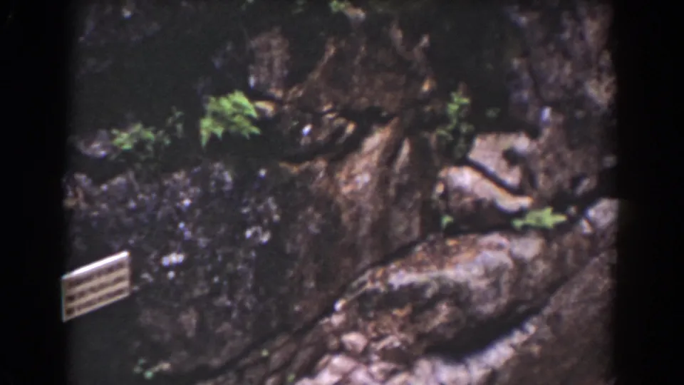 1939 Mount Washington home-movie frame showing weathered rock, small wild plants, and a pale branch or root in a crevice.