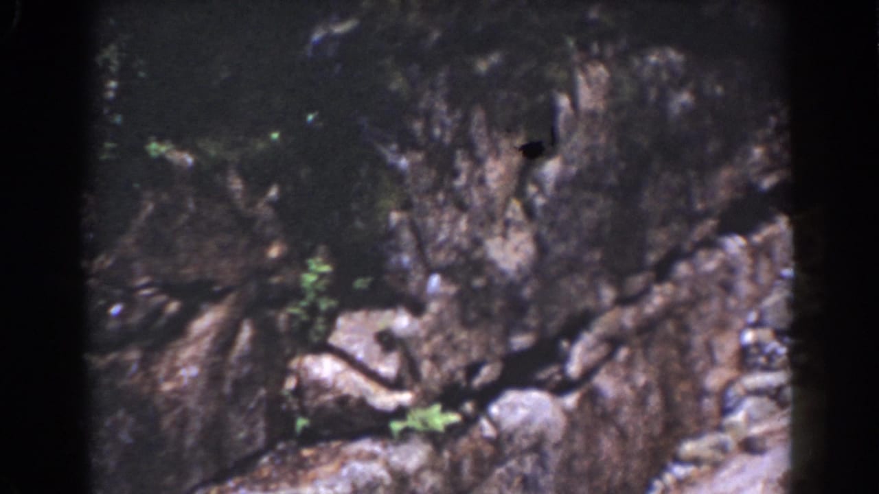 1939 Mount Washington home-movie still showing a closer patch of rock, green plant clusters, and a pale root-like form in a crevice.