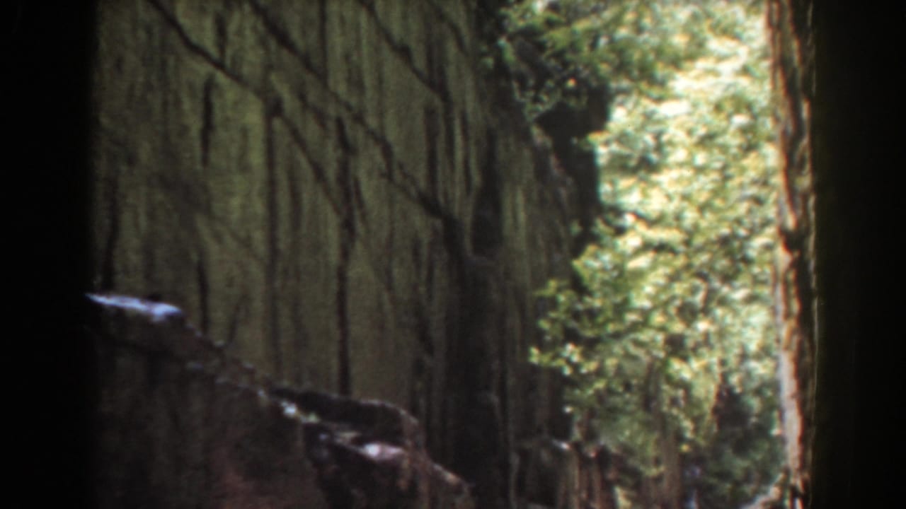 1939 Mount Washington home-movie frame showing a tight forest corridor with large trunks, shadowed sides, and sunlit foliage beyond.