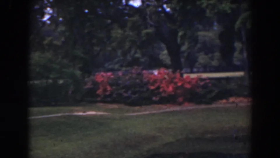 1941 Florida garden footage shows red and pink shrubs bordering a green lawn under tall trees.