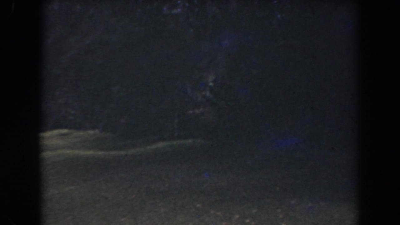 Dark low-light yard ground with faint tree and foliage shapes.