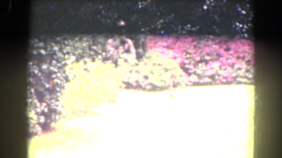 Bright 8mm frame of a Florida garden area, with blown-out grass in the foreground and pink flowers or shrubs along the back edge.