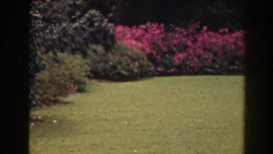 A steadier 1941 Florida garden view shows green grass, dark shrubs, and a vivid strip of pink flowers in soft 8mm color.
