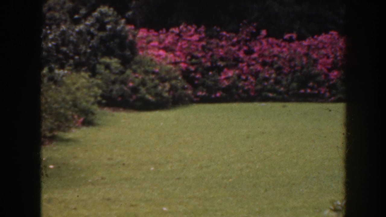 1941 Florida home-movie frame showing a green garden lawn, pink flowering hedge, and dark vertical framing at the edges.