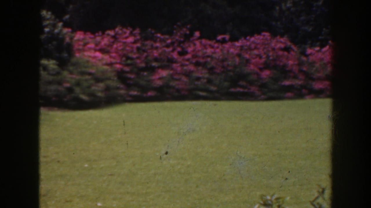 Open lawn with pink shrubs across the background and dark side framing.