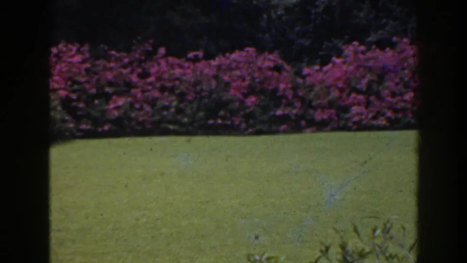 Vintage 8mm frame from Florida in 1941 showing a manicured lawn, vivid pink shrubs, dark tree cover, and small plants near the lower edge.
