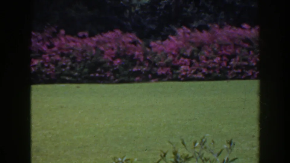 1941 Florida garden scene with sunlit grass, a long pink flowering hedge, shadowed trees, and dark frame edges suggesting a sheltered viewpoint.