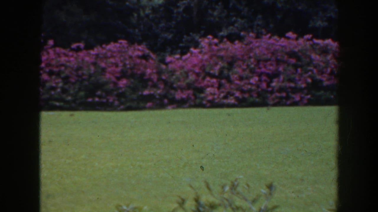 Green lawn and pink-purple flowering hedge seen through dark vertical framing.