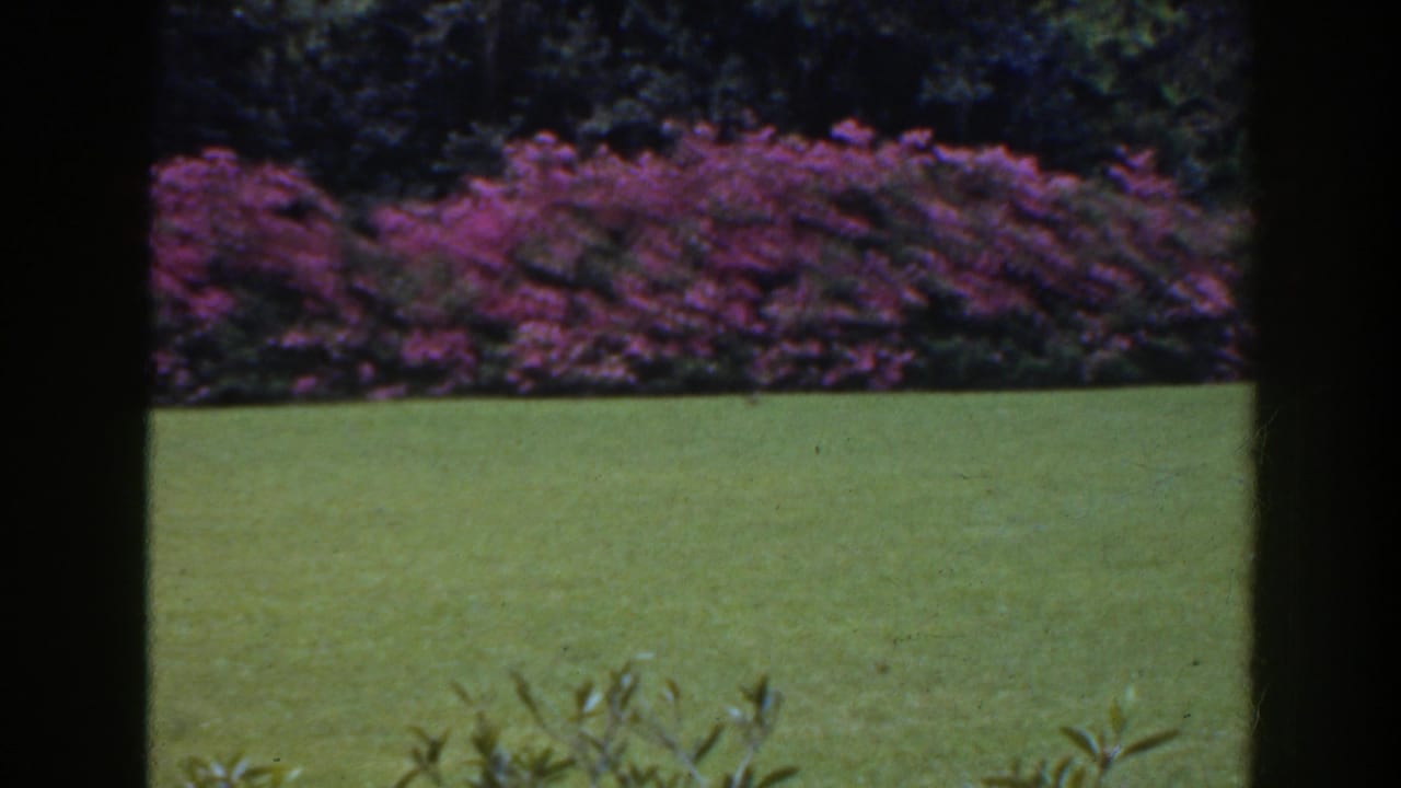 1941 Florida garden view with a saturated green lawn, flowering hedge, and dark window-like foreground divisions.
