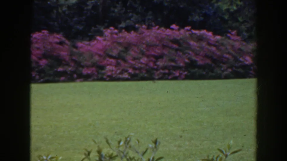 1941 Florida garden view with a saturated green lawn, flowering hedge, and dark window-like foreground divisions.