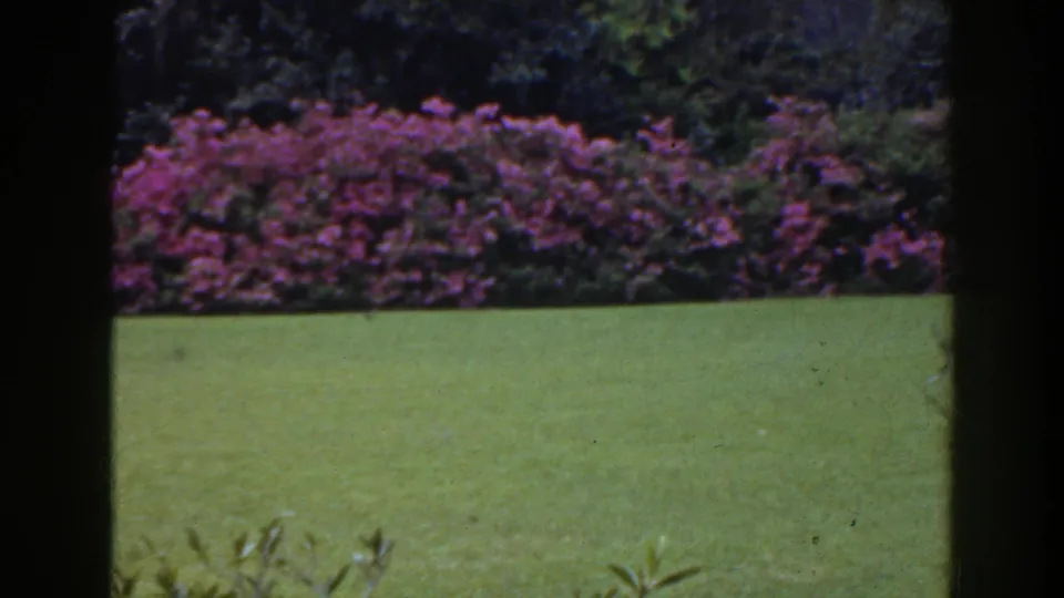 1941 Florida 8mm still of a pink-purple hedge, open lawn, foreground leaves, and shaded framing from a nearby opening.