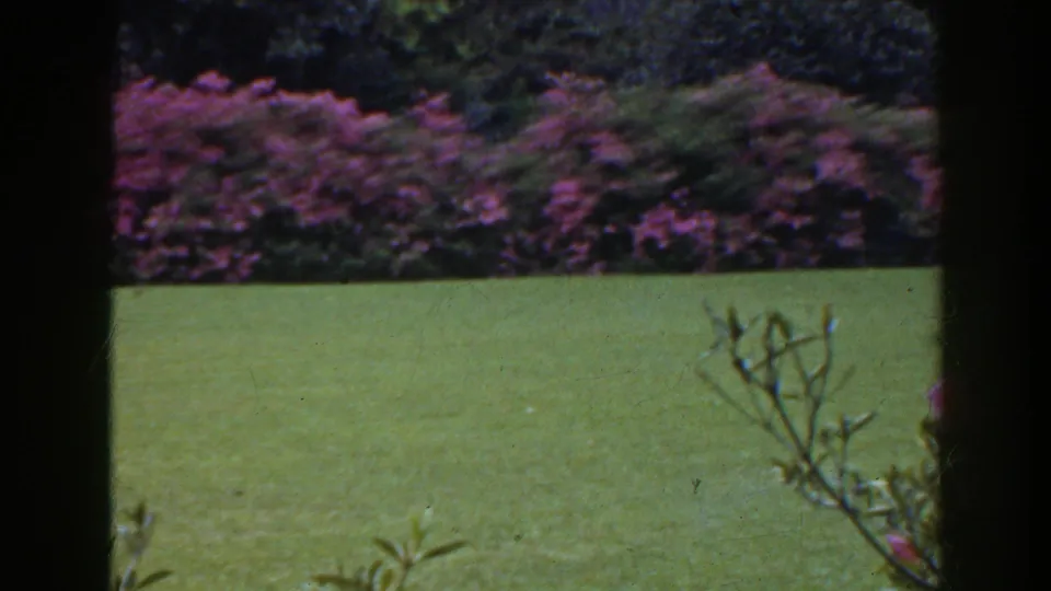 1941 Florida garden frame showing a green lawn, blooming hedge, dark foreground divider, and small bare twigs at the right edge.