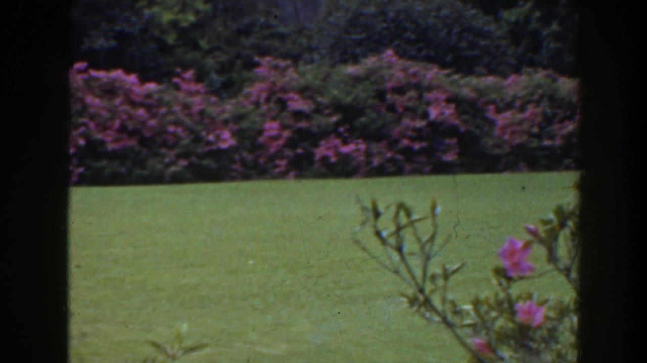 1941 Florida 8mm frame of a green lawn and pink flowering shrubs seen through dark window or porch framing.