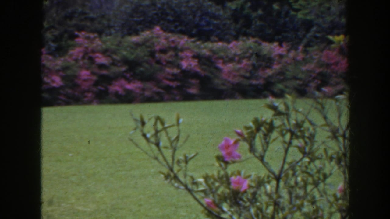 Green lawn with pink blossoms and shrubs, divided by dark foreground bars.