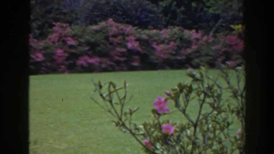The pan continues across a Florida garden, with pink blossoms, lawn, and dark foreground framing visible on 8mm film.