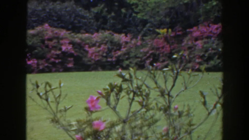 A 1941 Florida garden view shows pink flowers, thin branches, lawn, and dense shrubs during the slow pan.