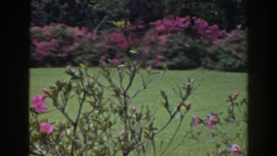 Near the end of the 8mm pan, pink garden flowers and branching shrubs fill the foreground against a green lawn in Florida.