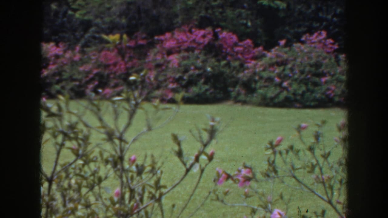 Garden lawn and pink flowering shrubs seen through a dark window frame.