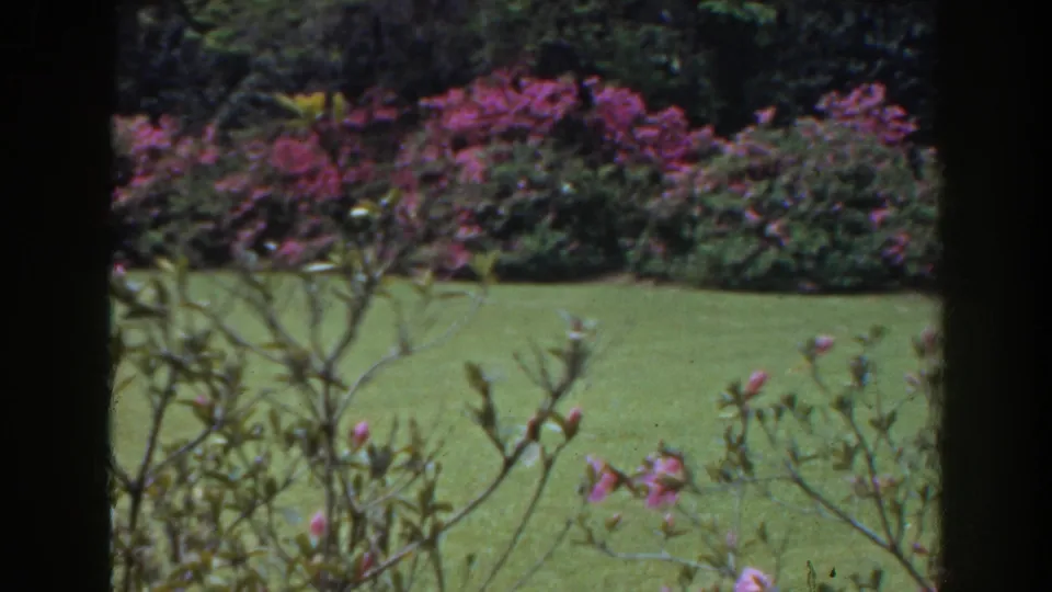 1941 Florida home-movie frame showing a green lawn, pink flowering shrubs, and trees viewed through a dark window frame.