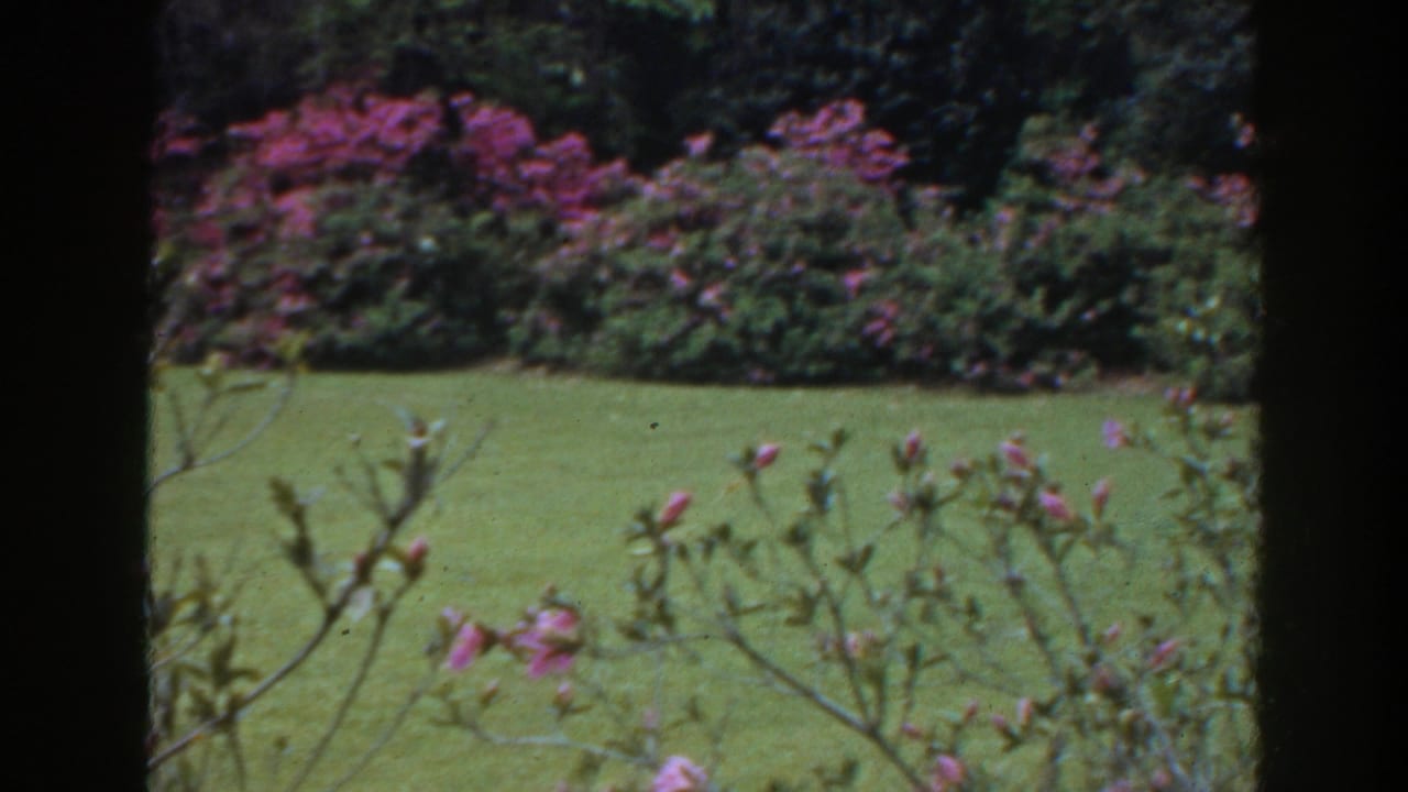 Pink flowers and green lawn viewed between dark vertical window bars.