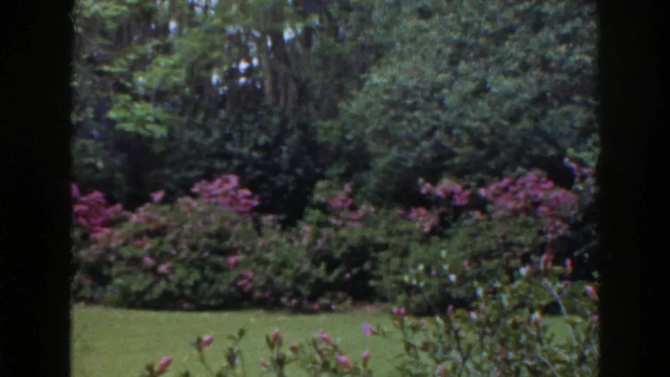 The 8mm frame shows a soft, shaded Florida garden view with lawn, pink flowering bushes, foreground stems, and taller trees.