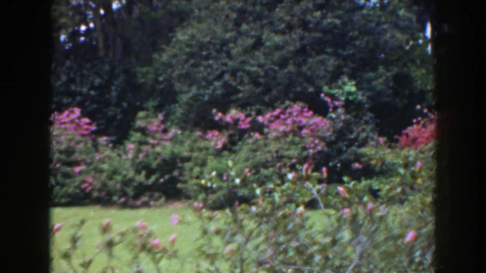 A 1941 Florida garden remains framed by dark window edges, with grass, flowering shrubs, leafy branches, and dense trees visible.