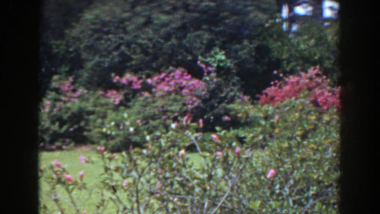 Green garden with pink flowering bushes framed by dark vertical edges.