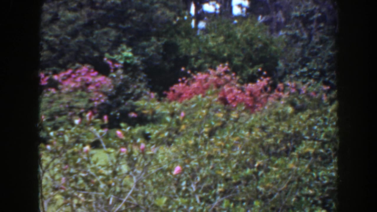 Lush garden foliage with pink flowers and dark border at center and side.