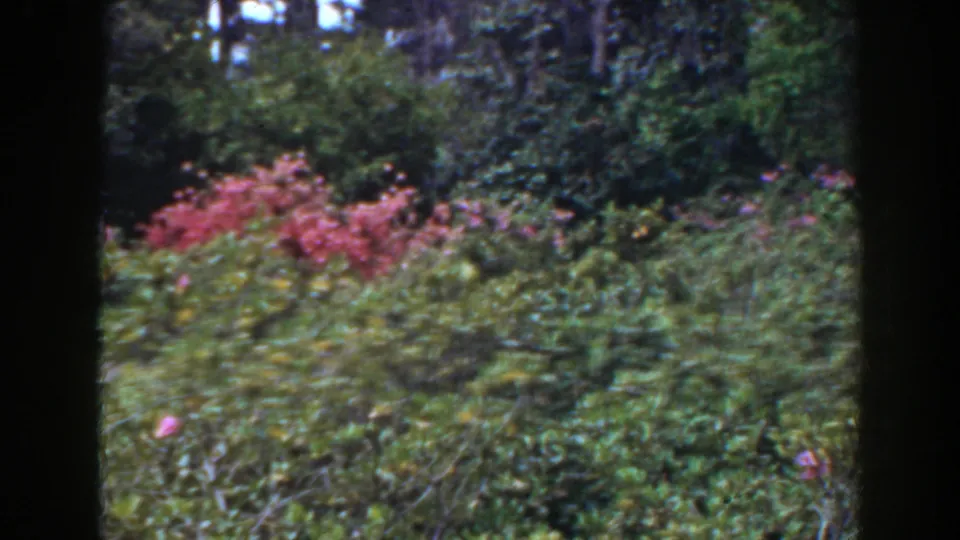 1941 Florida home-movie frame showing flowering shrubs, layered greenery, and dark vertical film or doorway edges.