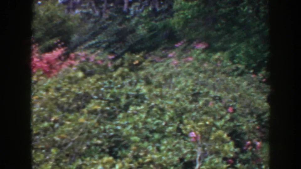 1941 Florida 8mm frame with soft handheld motion across green shrubs, pink flowers, and dark vertical framing.