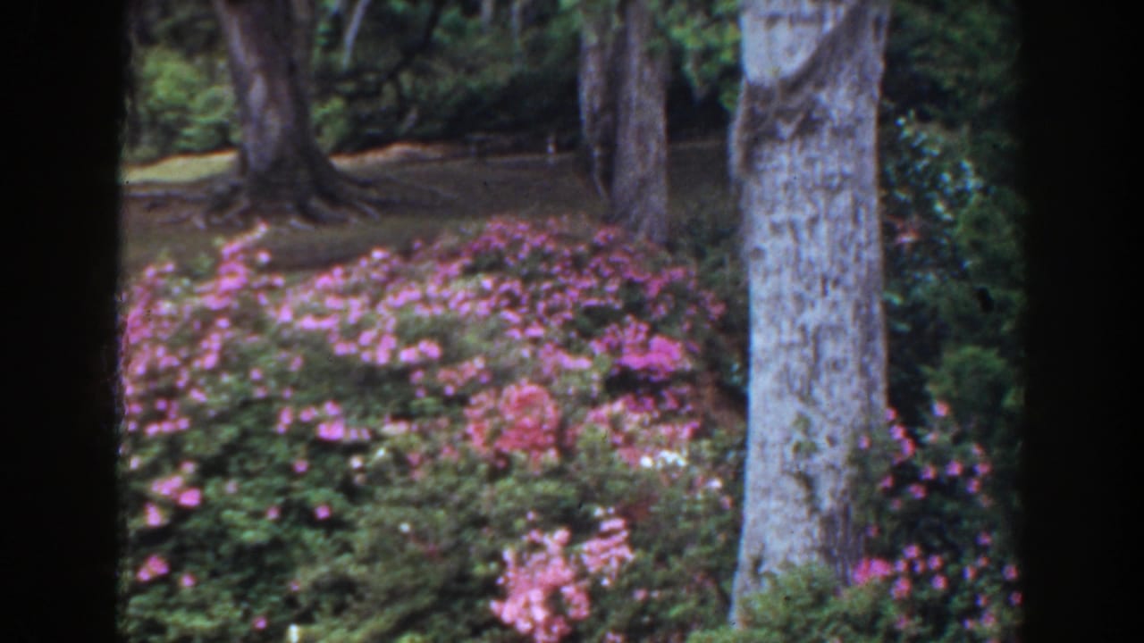 Pink flowering shrubs and large tree trunks in a shaded garden.