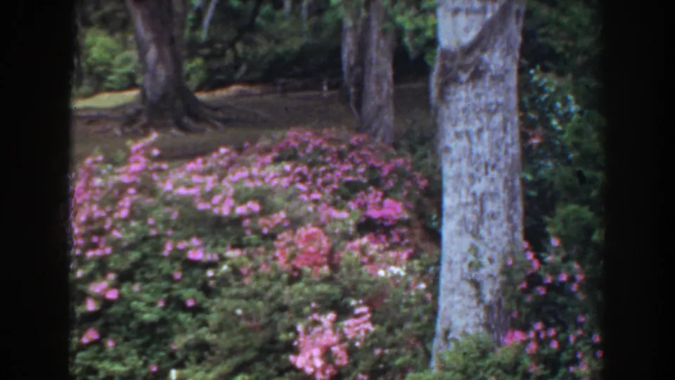 1941 Florida 8mm frame showing pink and white flowering shrubs beneath mature trees in a landscaped garden.