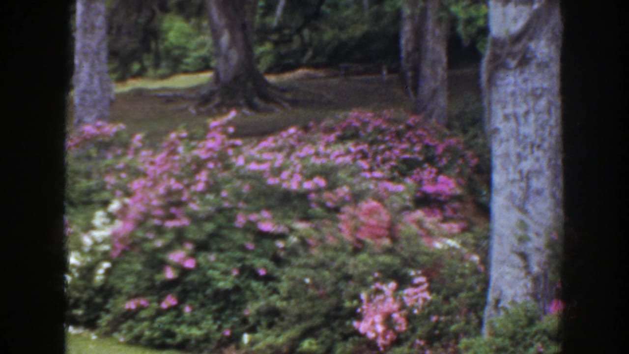 Flower beds with pink blooms, white blossoms, grass, and tree trunks.