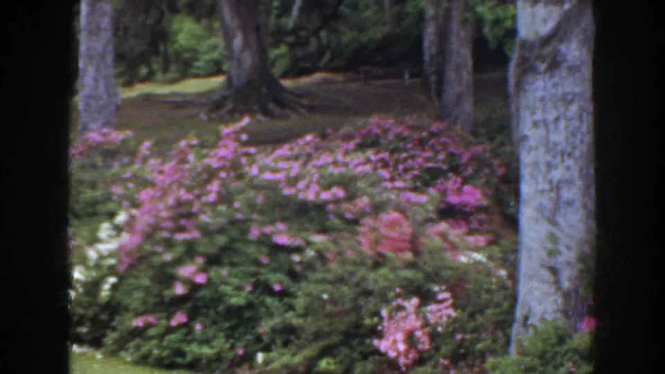 1941 Florida garden view with dense pink flower beds, white blossoms, grass, and mature trees in soft 8mm color.