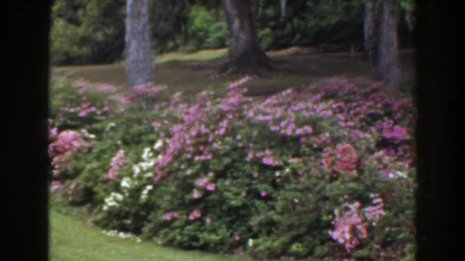 1941 Florida 8mm frame looking across grass toward pink and white flowering shrubs under tall trees.