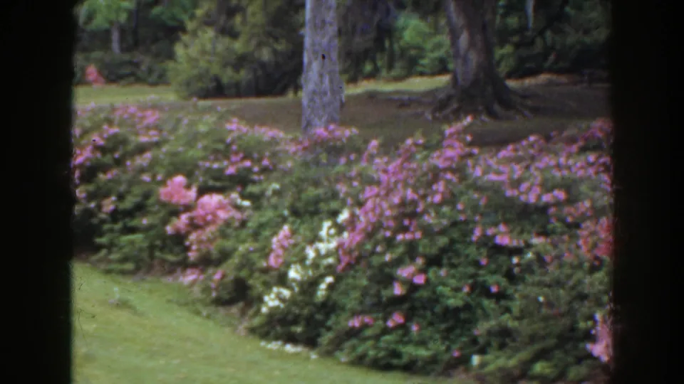 1941 Florida garden frame with a green lawn edge, pink and white blooms, and large tree trunks in the background.