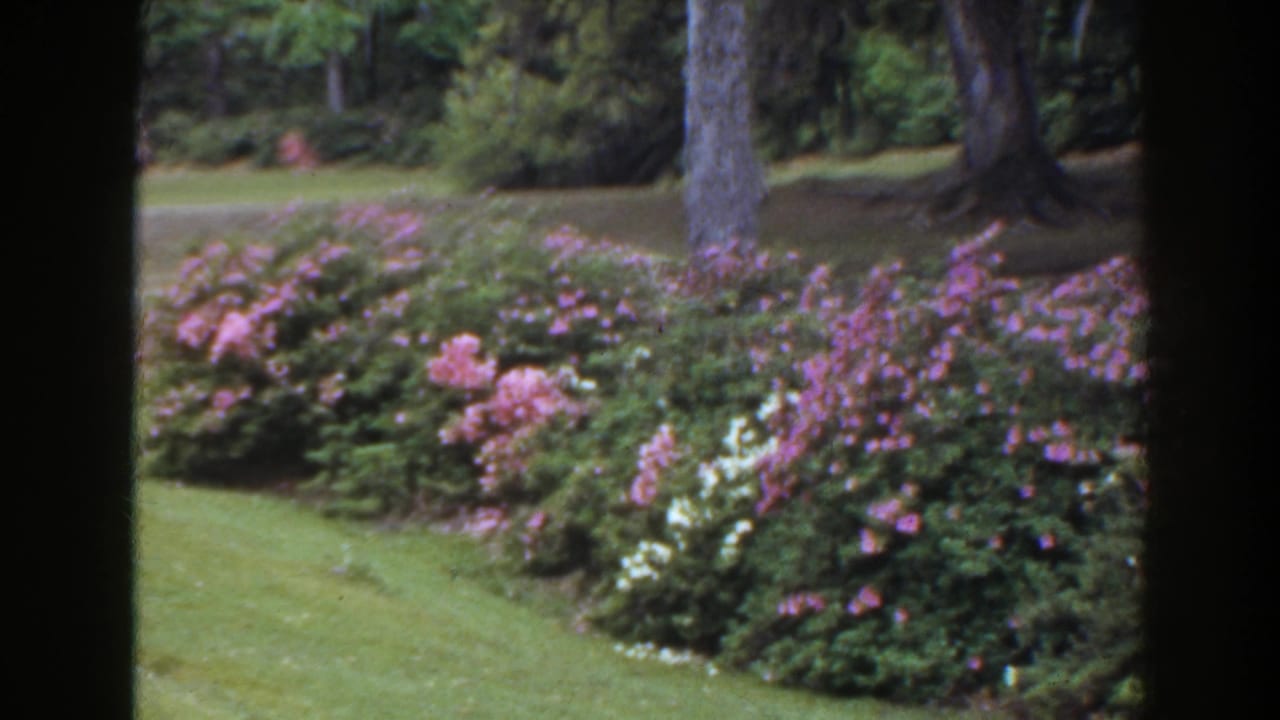 Green lawn with purple flowering shrubs and trees seen through dark vertical framing.