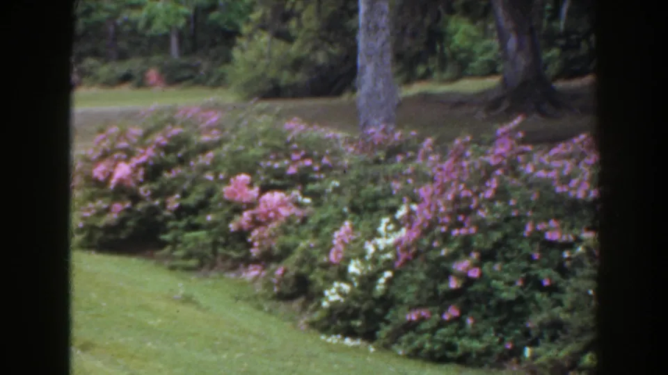 1941 Florida garden view with green grass, purple flowering shrubs, white blossoms, and mature trees behind dark frame edges.