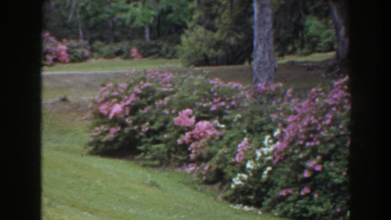 Flowering shrubs and lawn bordered by trees, with a dark vertical frame at left.