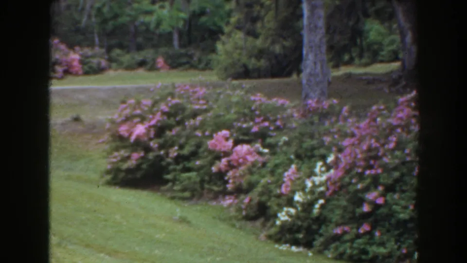 The camera view shifts across a Florida garden, showing purple and pink shrubs, trimmed grass, and trees in soft 8mm color.