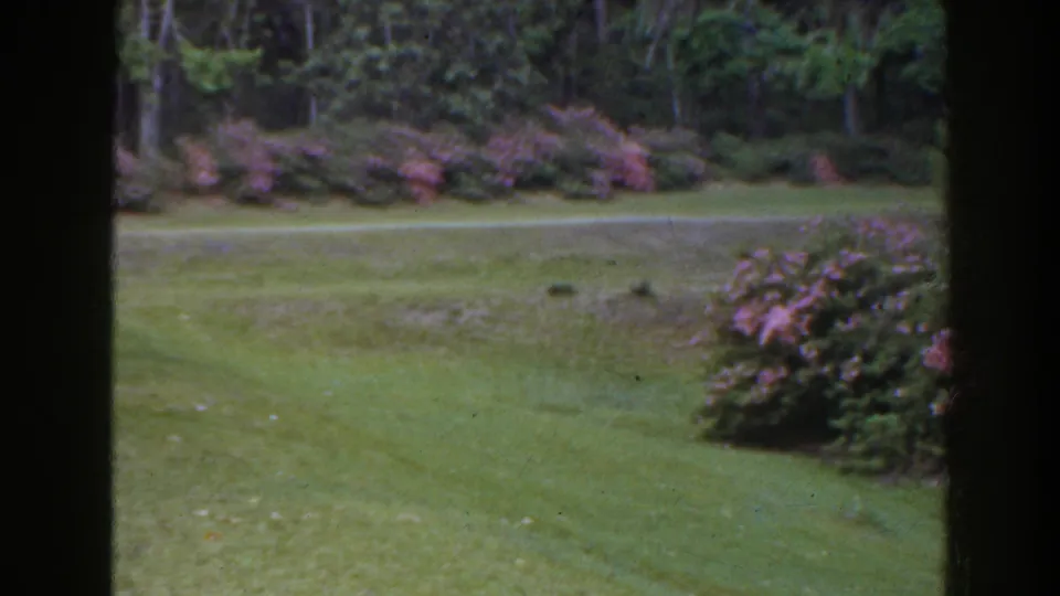A wider garden view in Florida shows open grass, purple shrubs at the edge, and mature trees in soft vintage 8mm color.