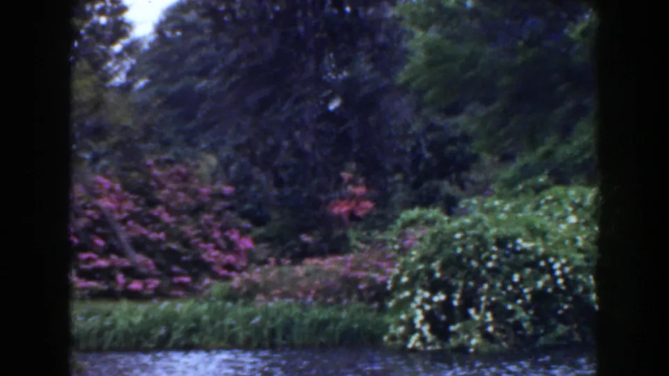 1941 Florida home-movie frame of a landscaped riverside area with pink shrubs, dense trees, grass, and rippled water.