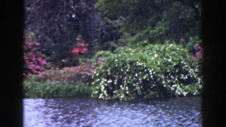 The final 1941 Florida frame looks across rippled water toward a flowering bush, pink shrubs, and dark trees.